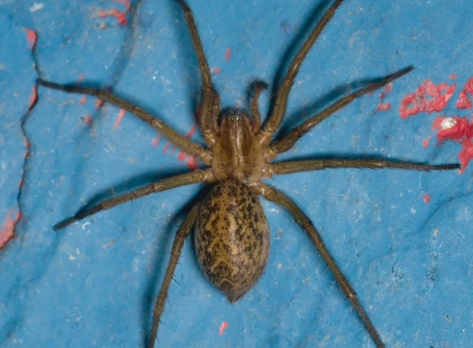 web crawling for SEO