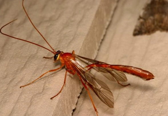 crane fly vs wasp crane fly vs wasp