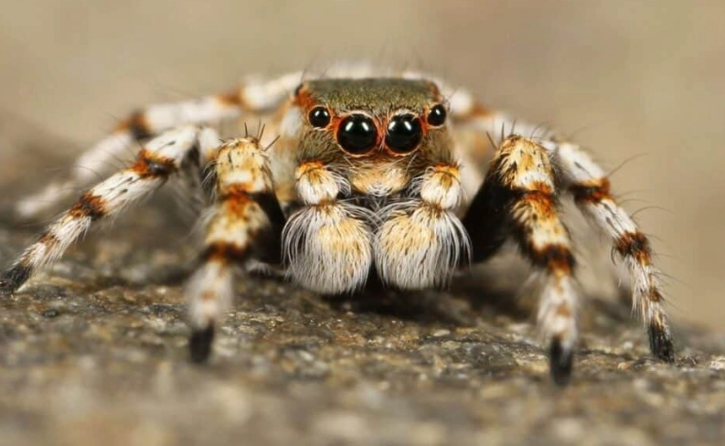 python web scraping framework python web scraping framework