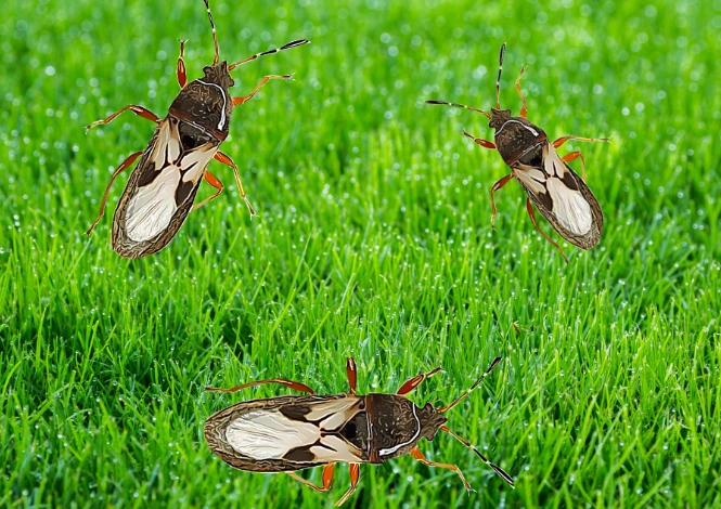 chinch bug treatment