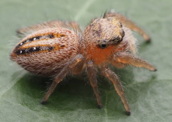 ks spiders tutorial ks spiders tutorial