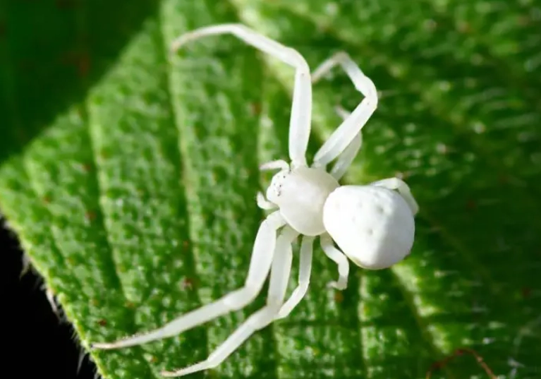 spider identification kansas