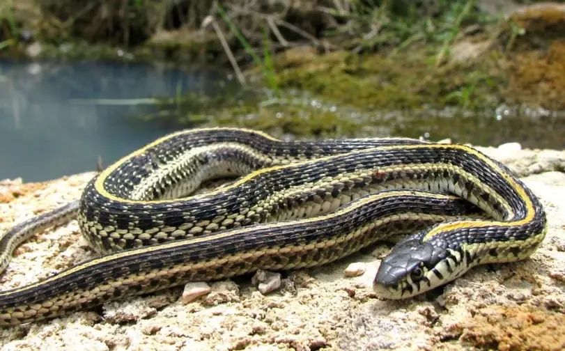 eastern yellow-bellied racer eastern yellow-bellied racer