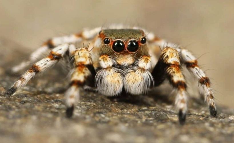 spider identification kansas