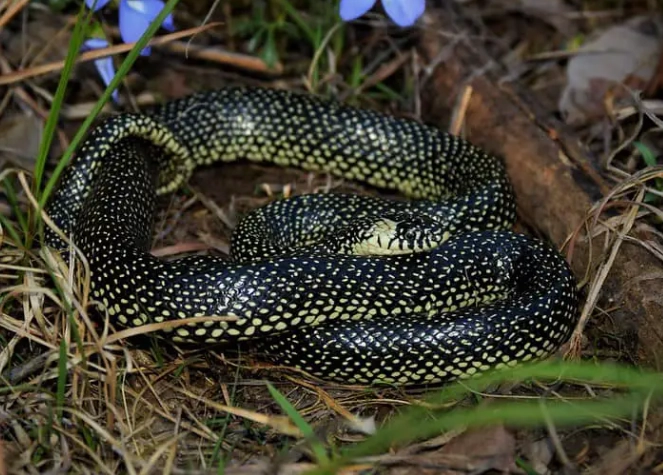 Missouri snake identification Missouri snake identification