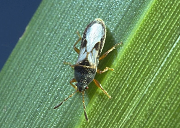 chinch bug treatment