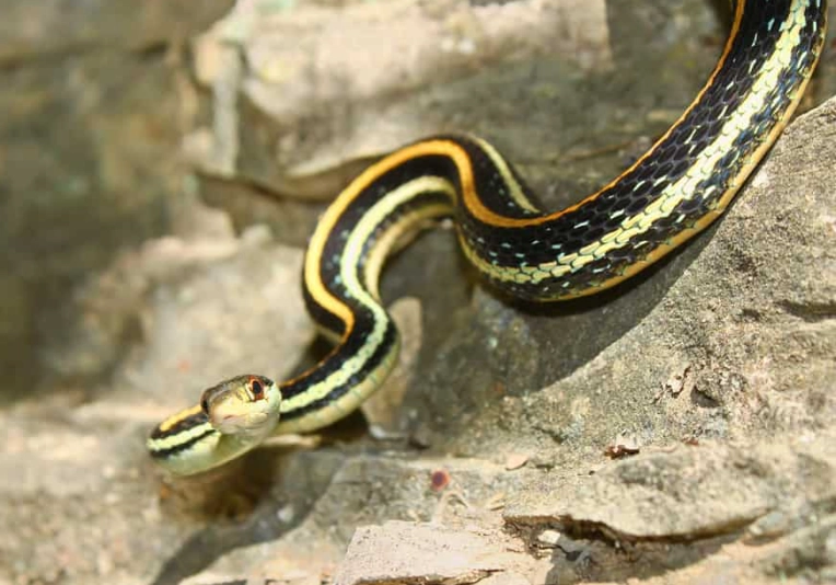 black and yellow snakes in missouri