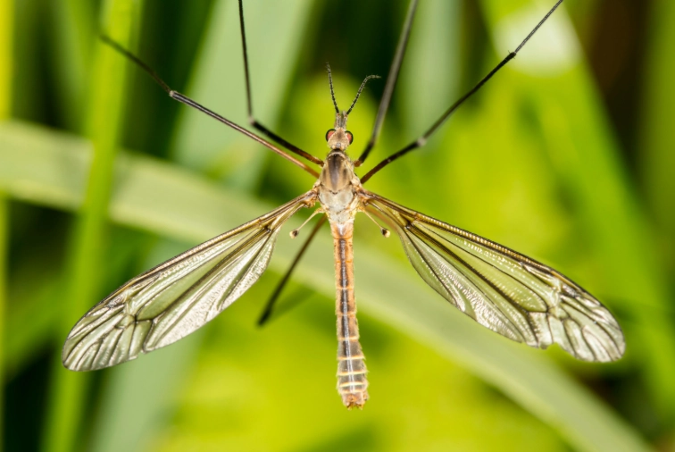 crane fly vs wasp crane fly vs wasp