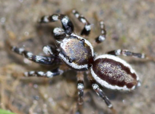 ks spiders web crawler ks spiders web crawler