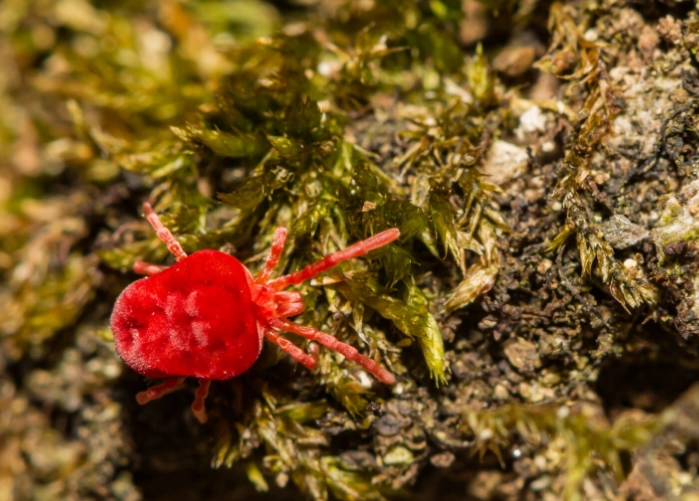 are there chiggers in vermont