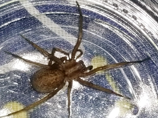 hobo spider bite