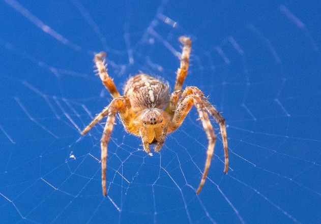 are orb weavers venomous