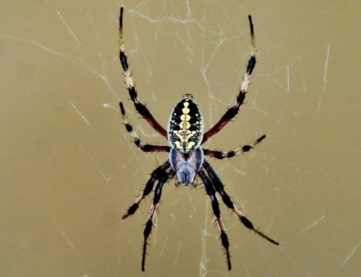 are orb weavers venomous