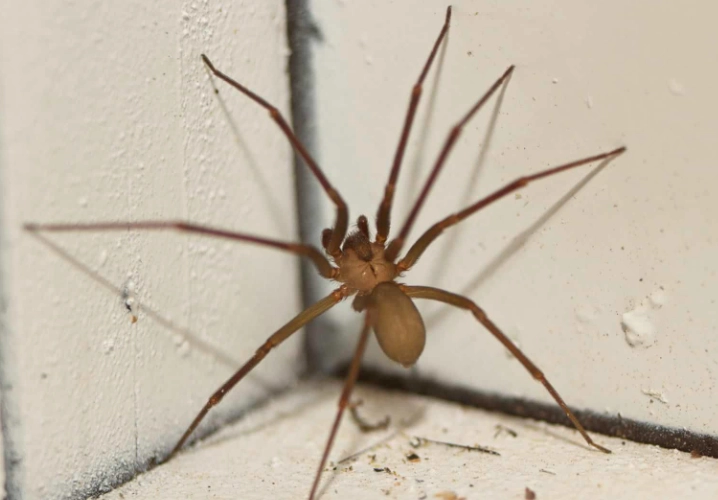 wolf spider vs brown recluse
