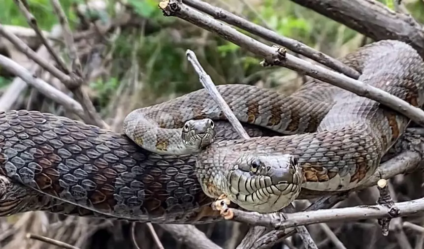 northern water snake kansas