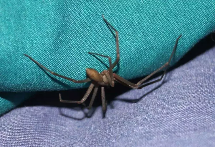 kansas spider identification