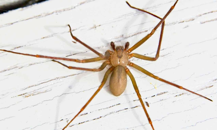 wolf spider bite symptoms