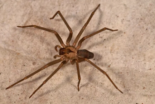 brown recluse kansas