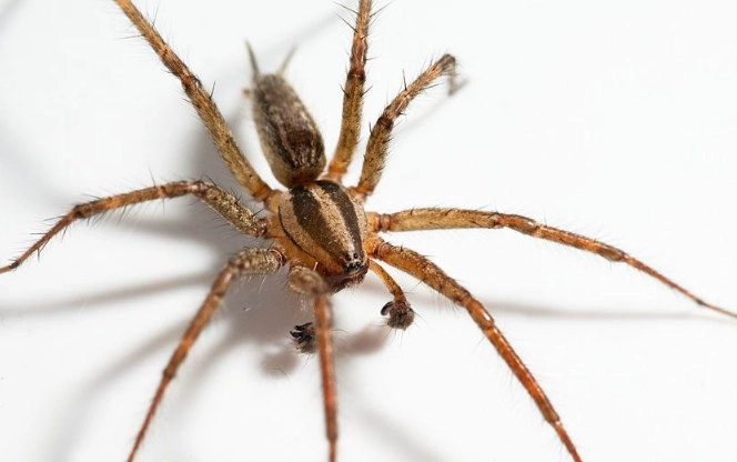 utah poisonous spiders