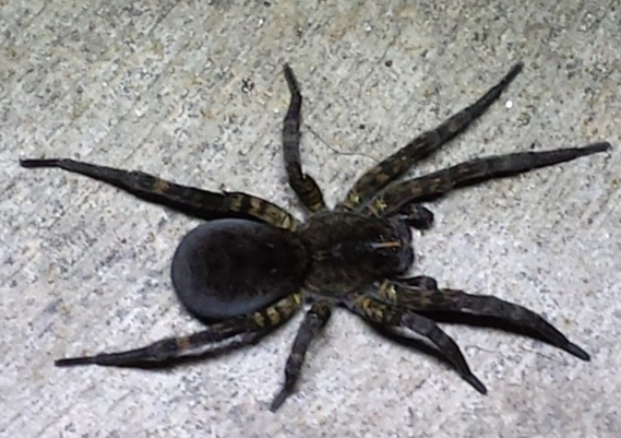 kansas spider identification