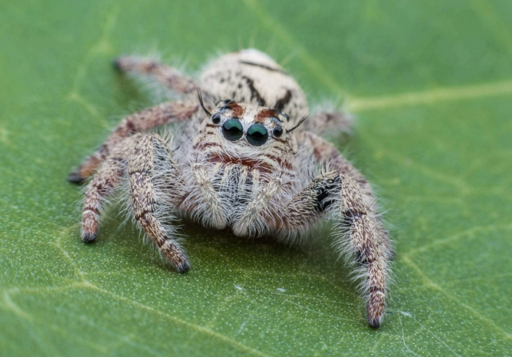 brown recluse kansas