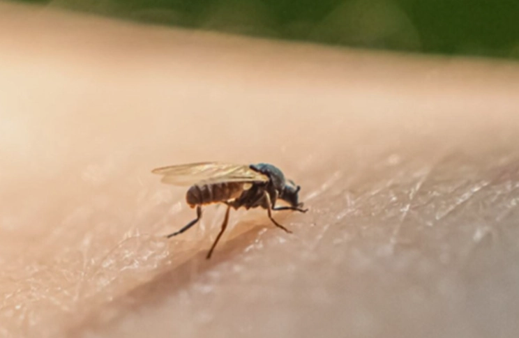 sand flies georgia