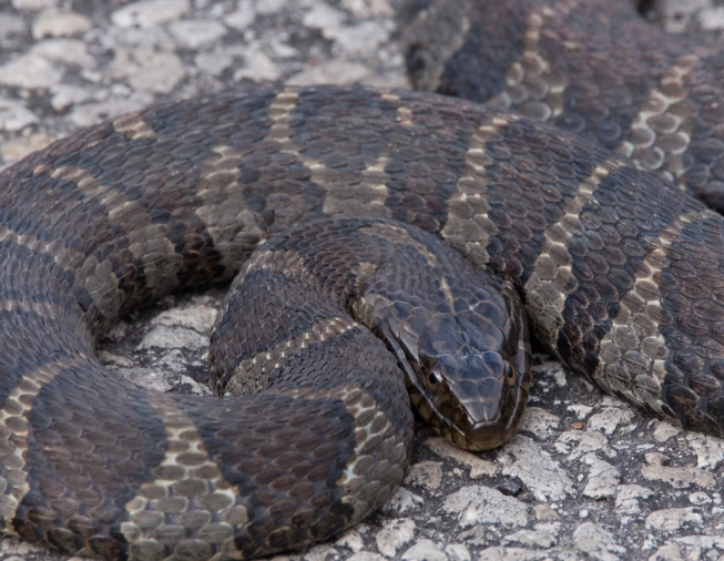 kansas water snake identification