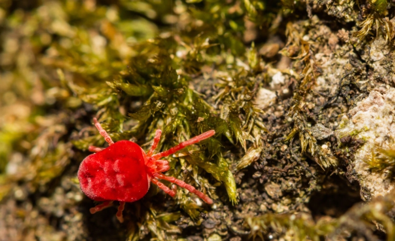 are there chiggers in maine