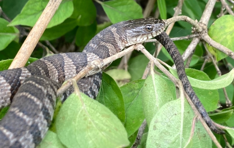 kansas water snake identification