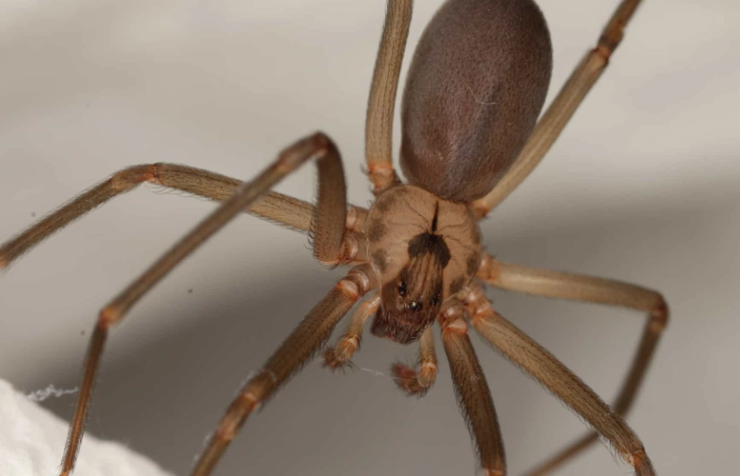 wolf spider versus brown recluse