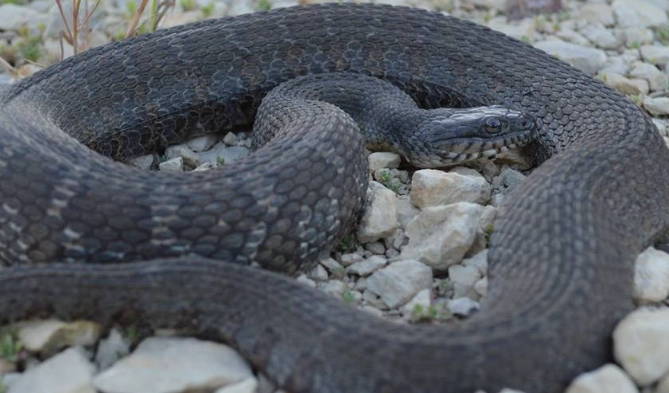 common water snake kansas