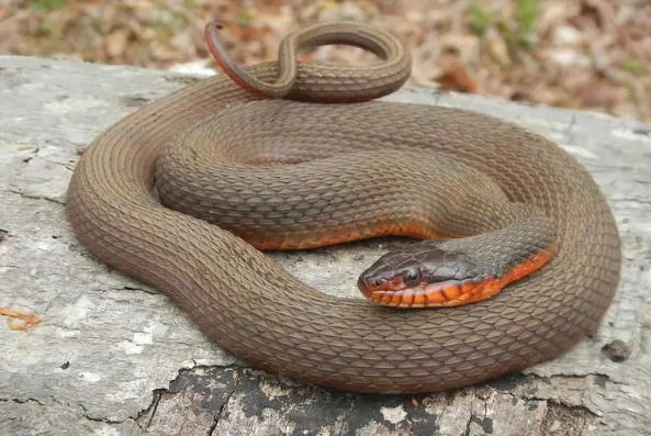northern water snake kansas