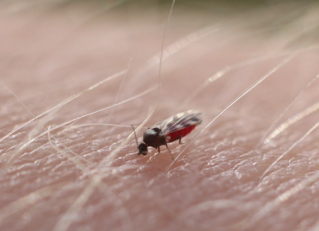 biting midges in georgia