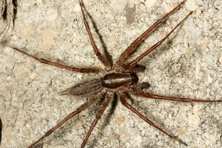 agelenopsis spider