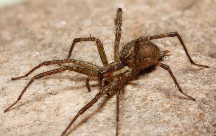 funnel web spider usa