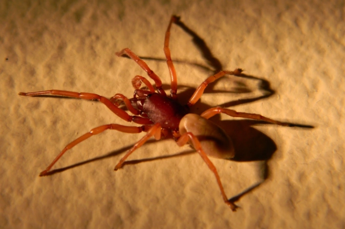 are red spiders poisonous are red spiders poisonous