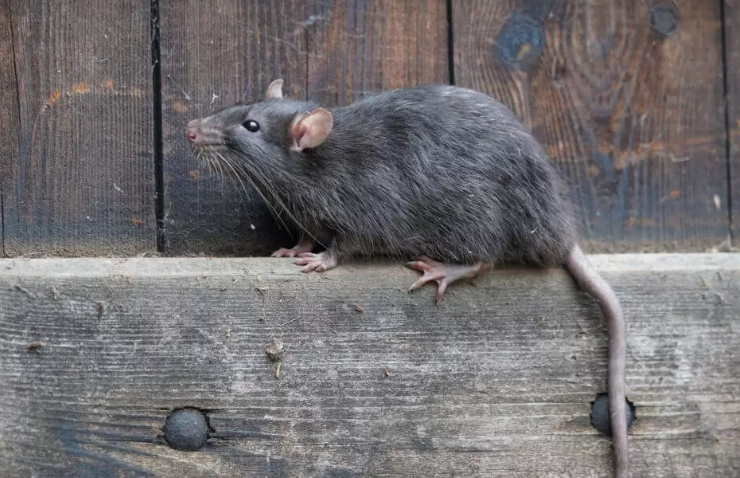 signs of rats outside