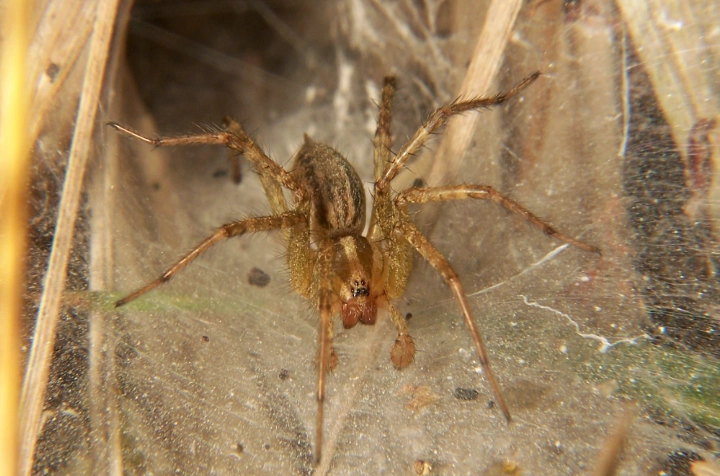 american funnel spider