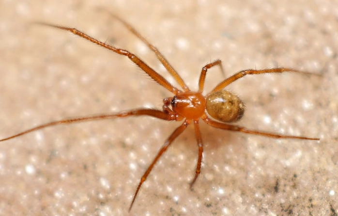 are red legged spiders poisonous