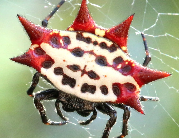 are red legged spiders poisonous