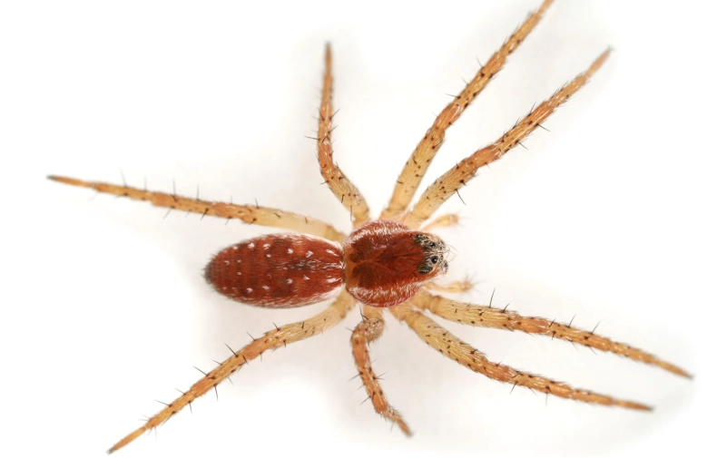 large red spider identification large red spider identification