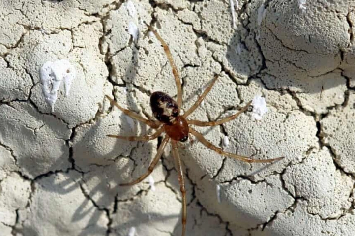 red spider iowa