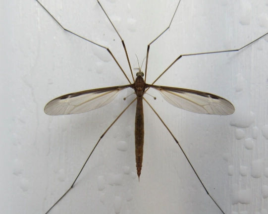 crane fly larvae
