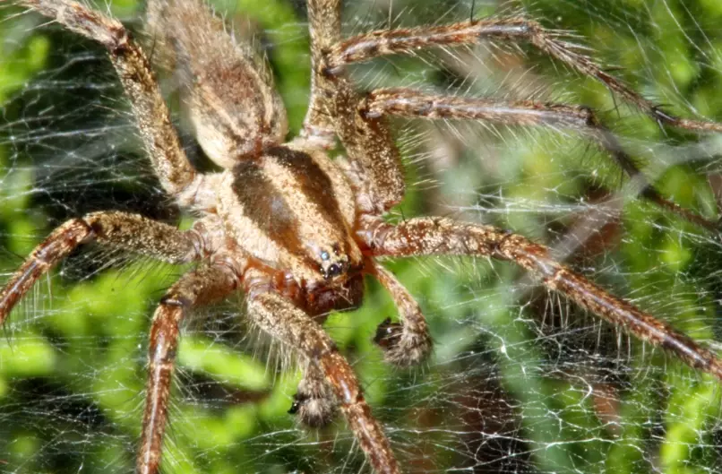 agelenopsis spider