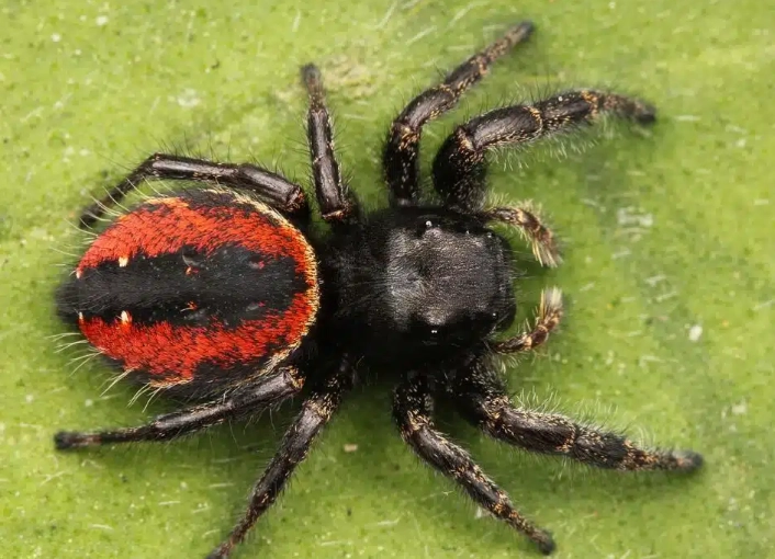 iowa red spider bite