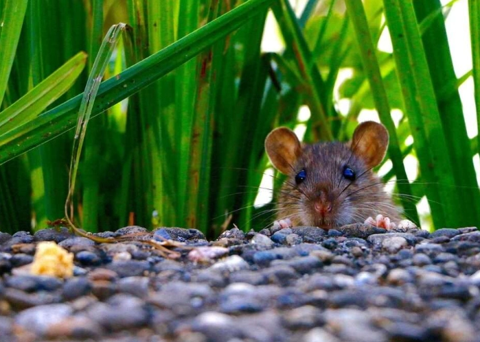 signs of rats outside