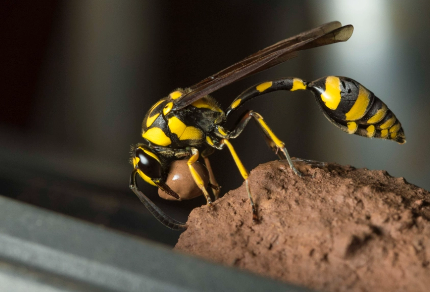 dirt dauber wasp dirt dauber wasp