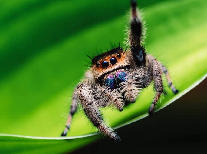 types of pet spiders