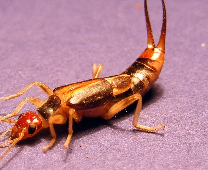 earwig
