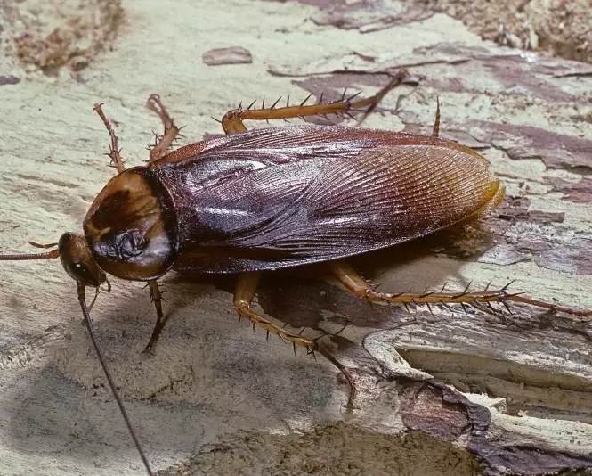 cockroach
